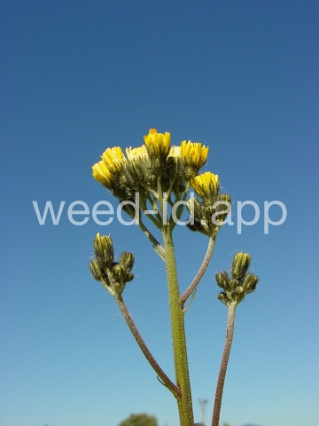 hawkweed, yellow